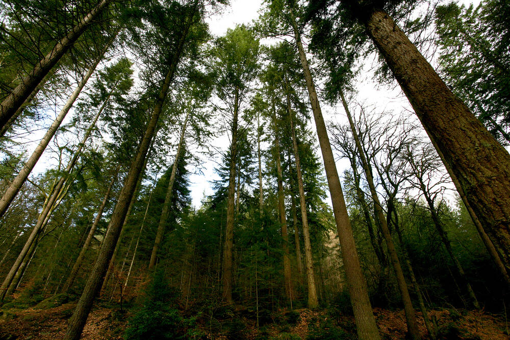 Hermitage-tall-trees