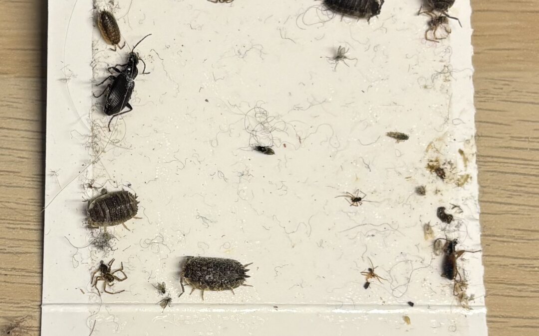 Summer bugs and beasties